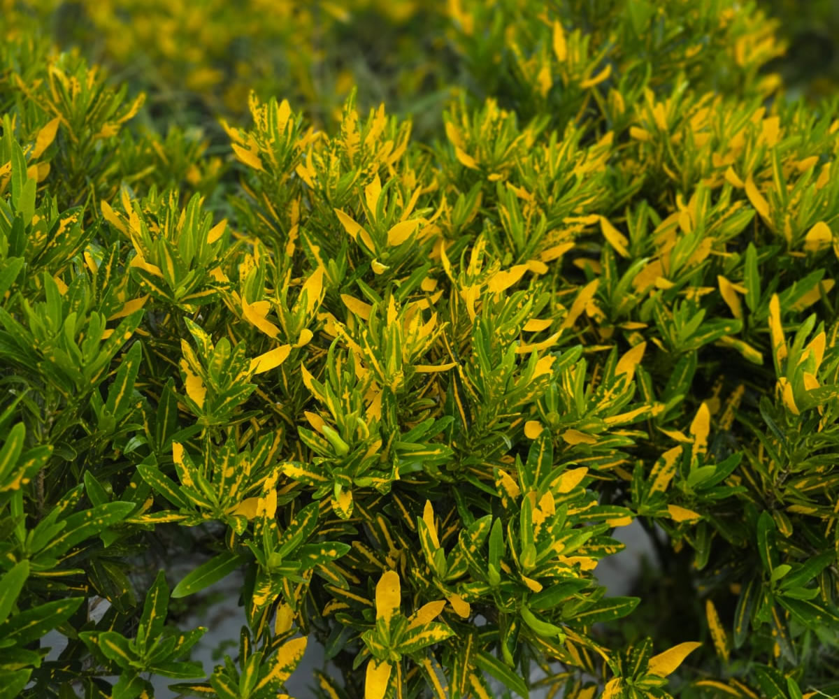  Croton Sunny Star