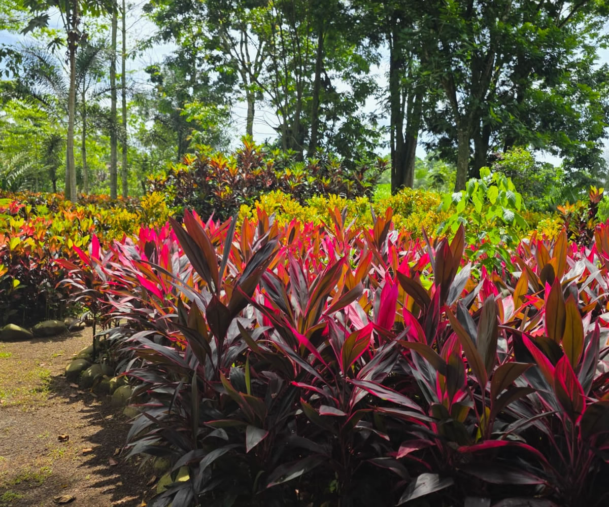Cordyline fruticosa